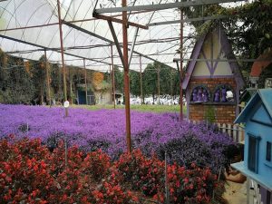Cameron Highlands Resort Lavender Farm