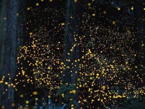 Kuala Selangor Fireflies Park Fireflies