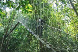 Mutiara Taman Negara Canopy Walk